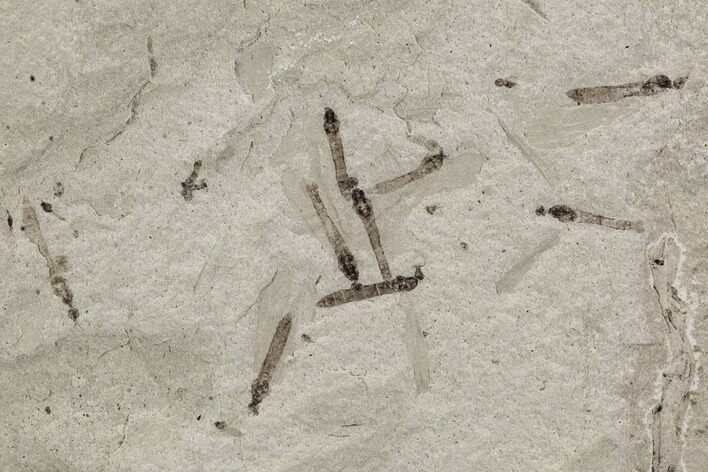 Fossil Crane Fly Larvae - Green River Formation #97405